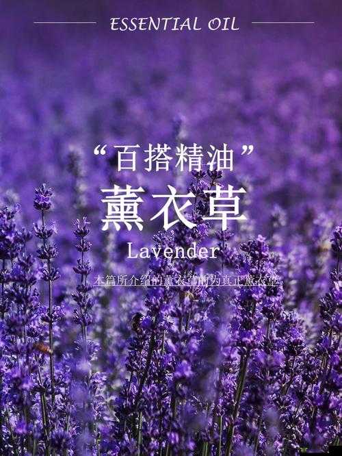 薰衣草研究所 APP：专注薰衣草研究与信息分享的专业平台